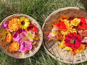 Fin de saison au Jardin des Cimes !